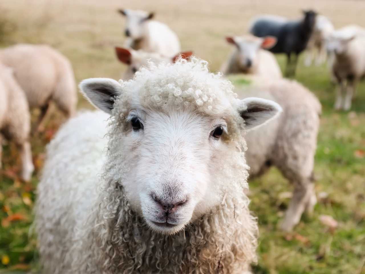 Mouton Irlande