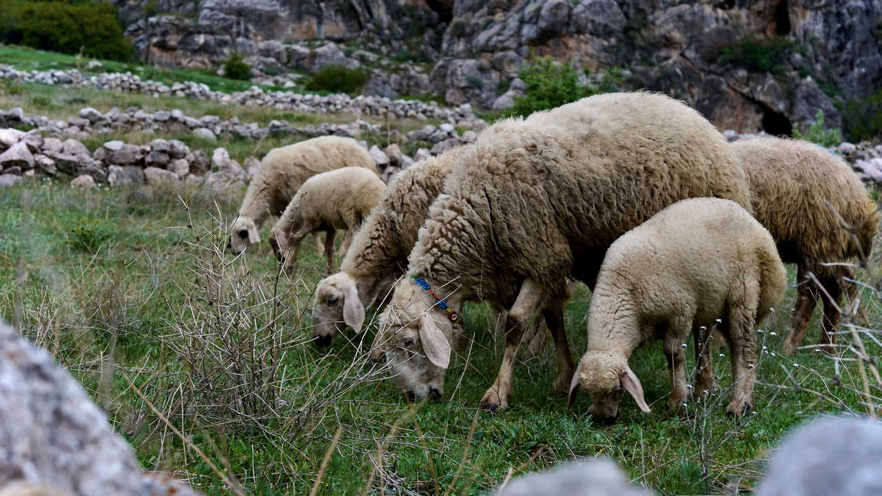 Moutons au Mont Taurus en Turquie