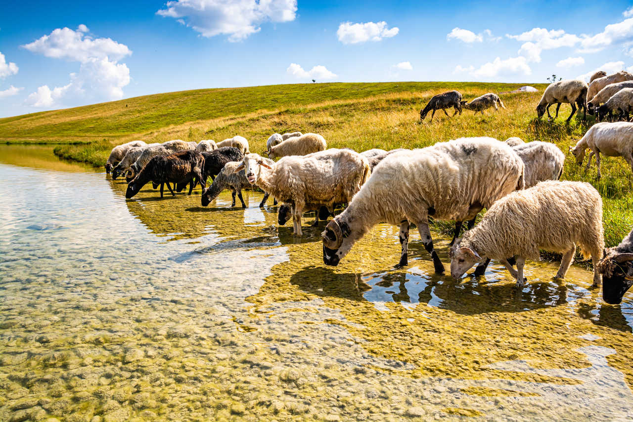 Moutons buvant du lac Vrazje dans le parc national Durmitor, Monténégro