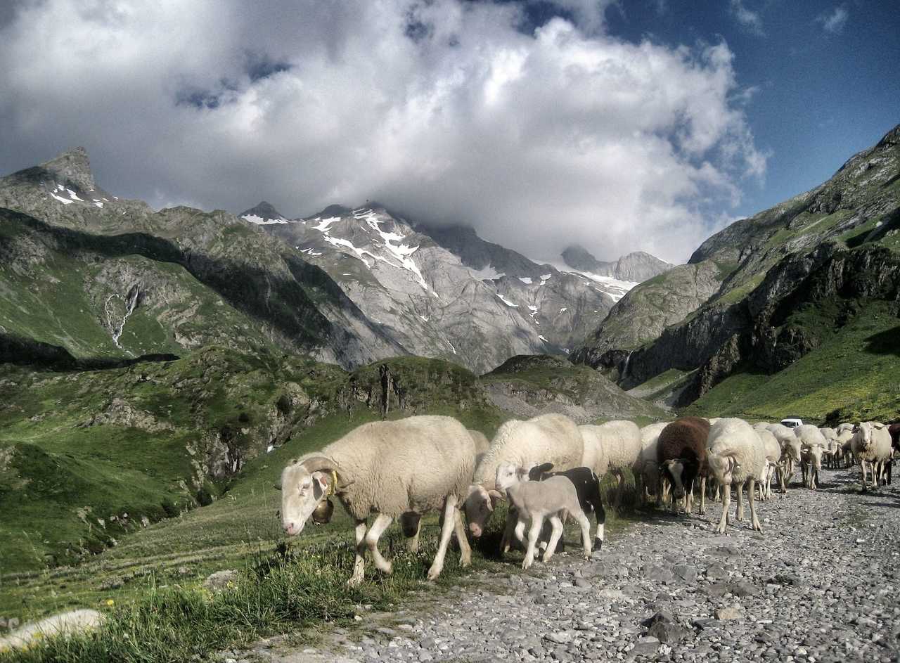 Moutons dans les paturages pyrénéens