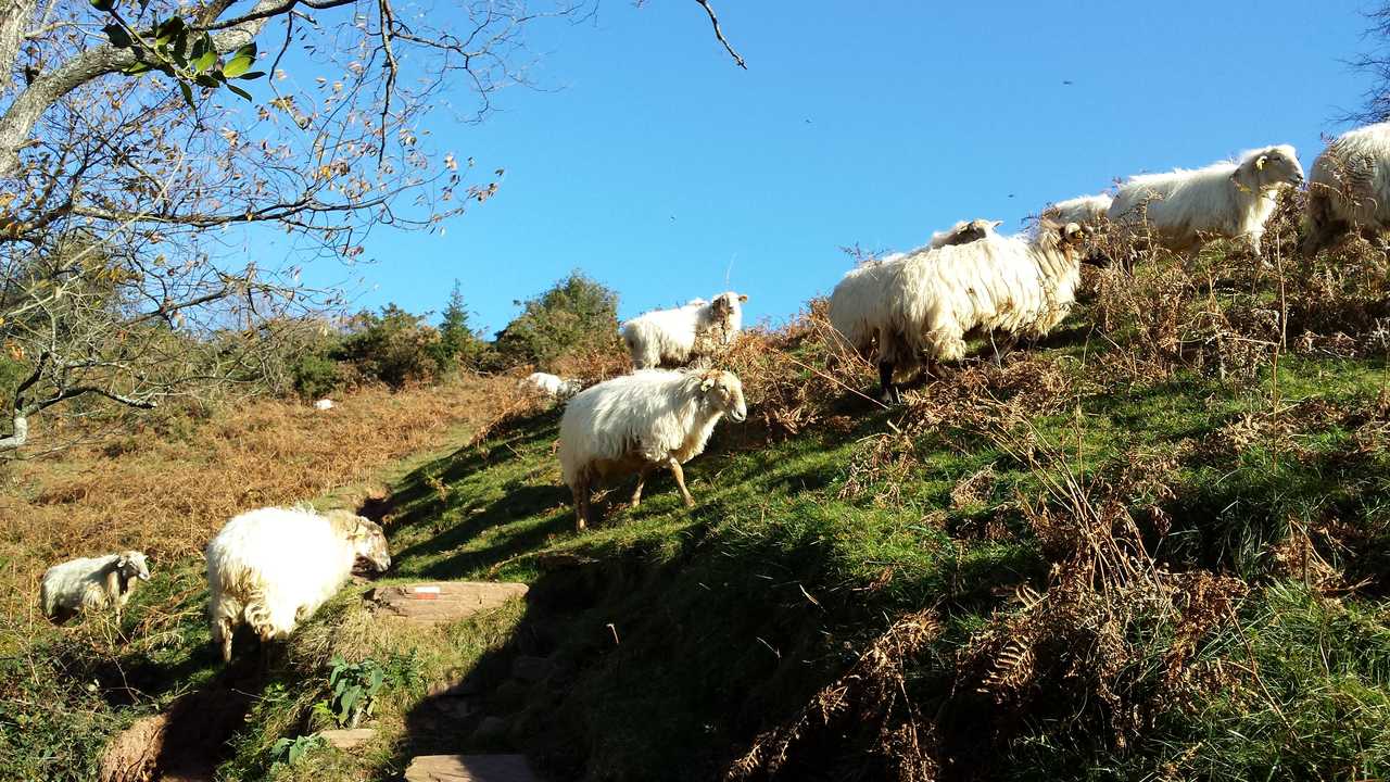 Moutons du pays basque