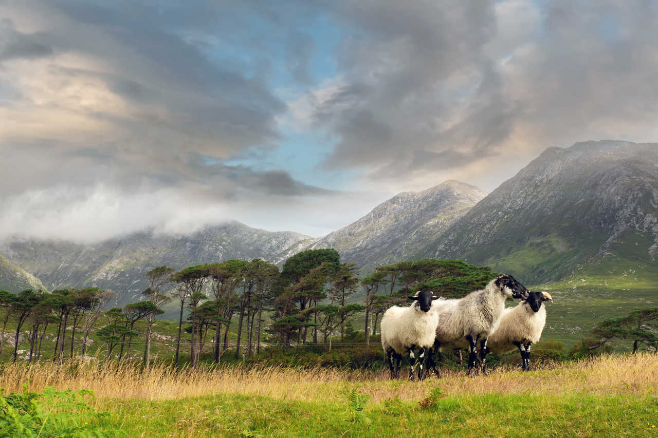 Moutons irlandais à Pines island en Irlande