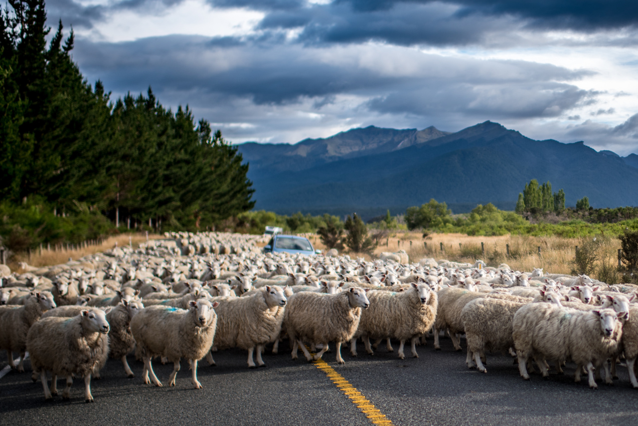 Moutons Nouvelle Zélande Te Anau