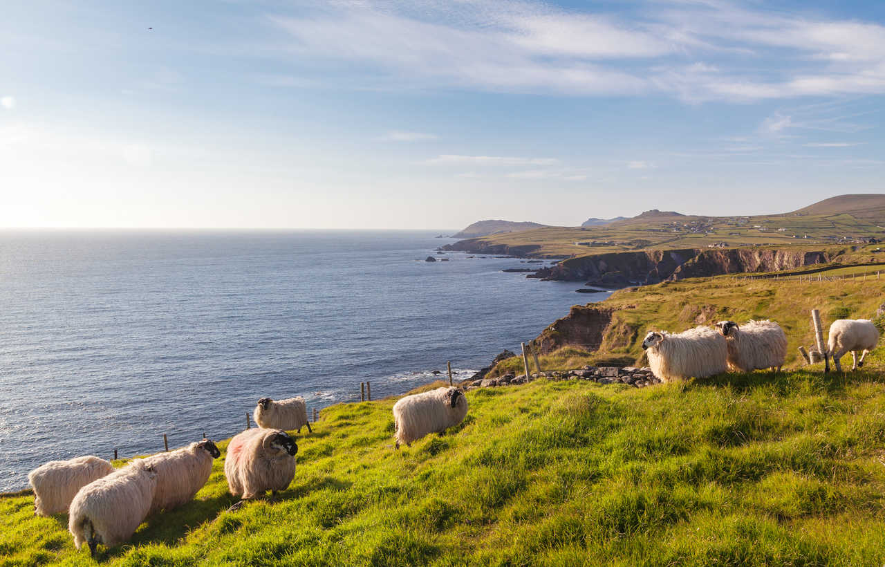 Moutons sur la péninsule de Dingle en Irlande