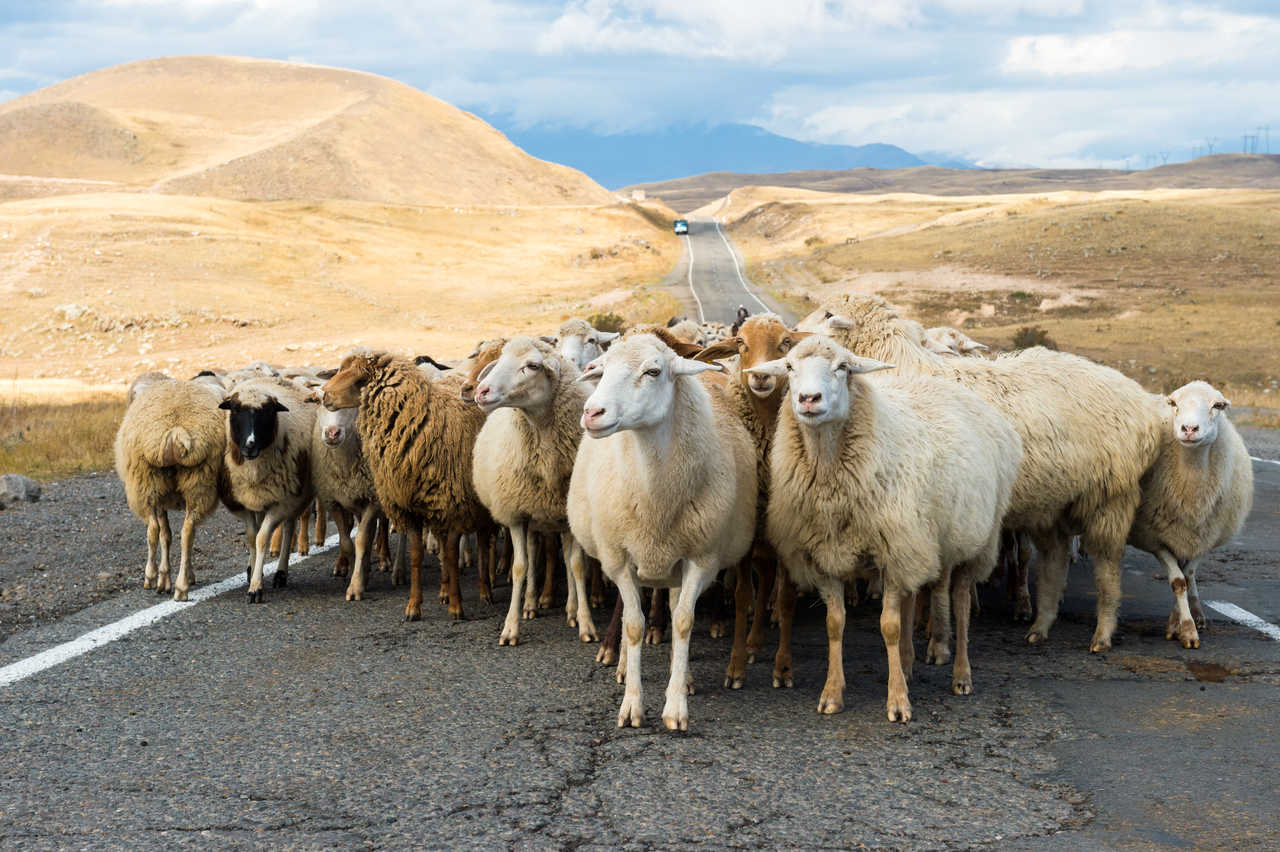 Moutons sur une route en Arménie à Tavush