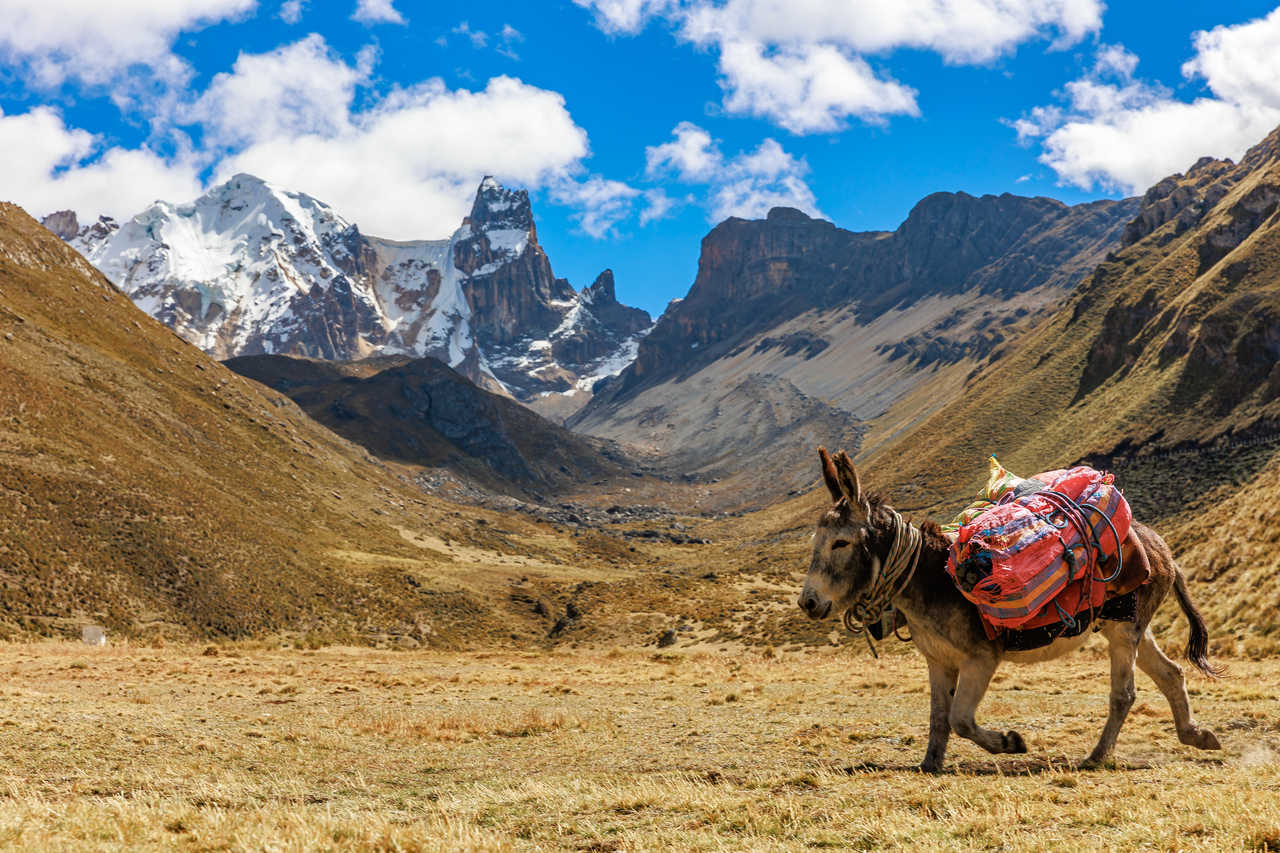 Muletier et portage dans la Cordillère Huayhuash, Pérou