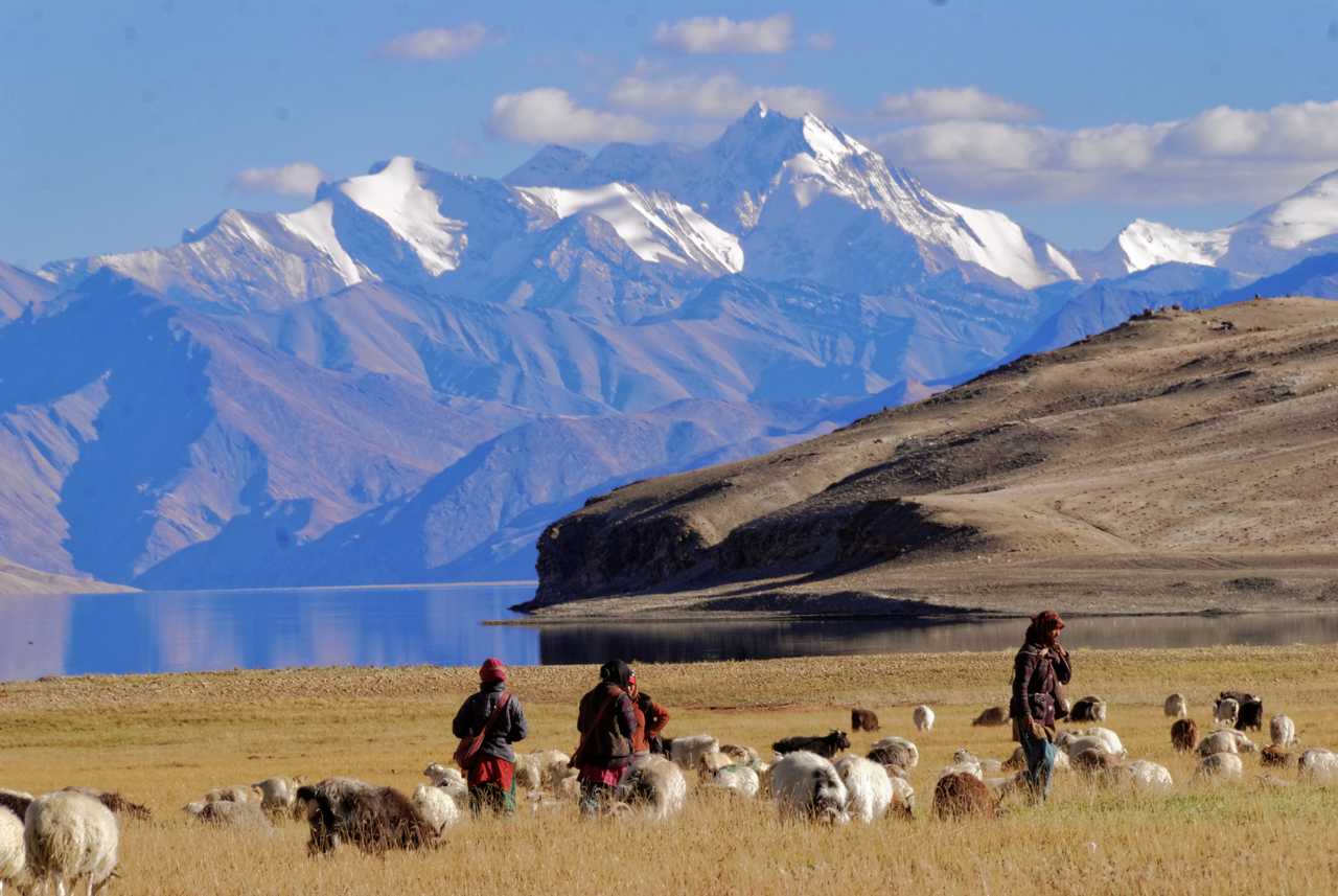 Nomades du Changtang, près du lac Tso Moriri, en Inde Himalayenne