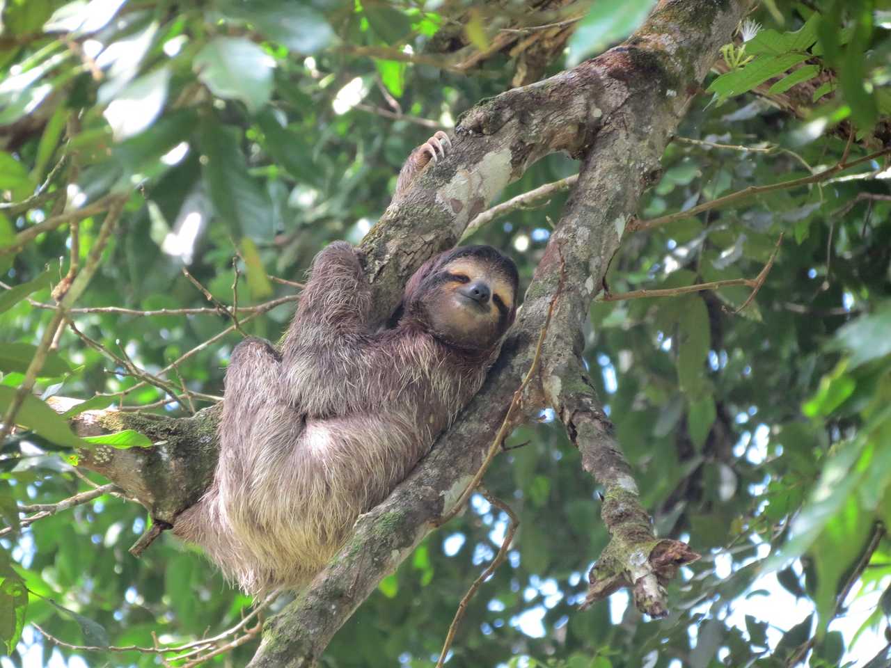 observation animalière d'un paresseux au Costa Rica