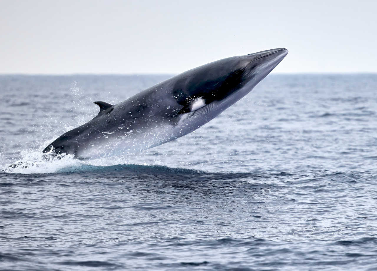 Observation de baleines, saut d'un petit rorqual au Canada