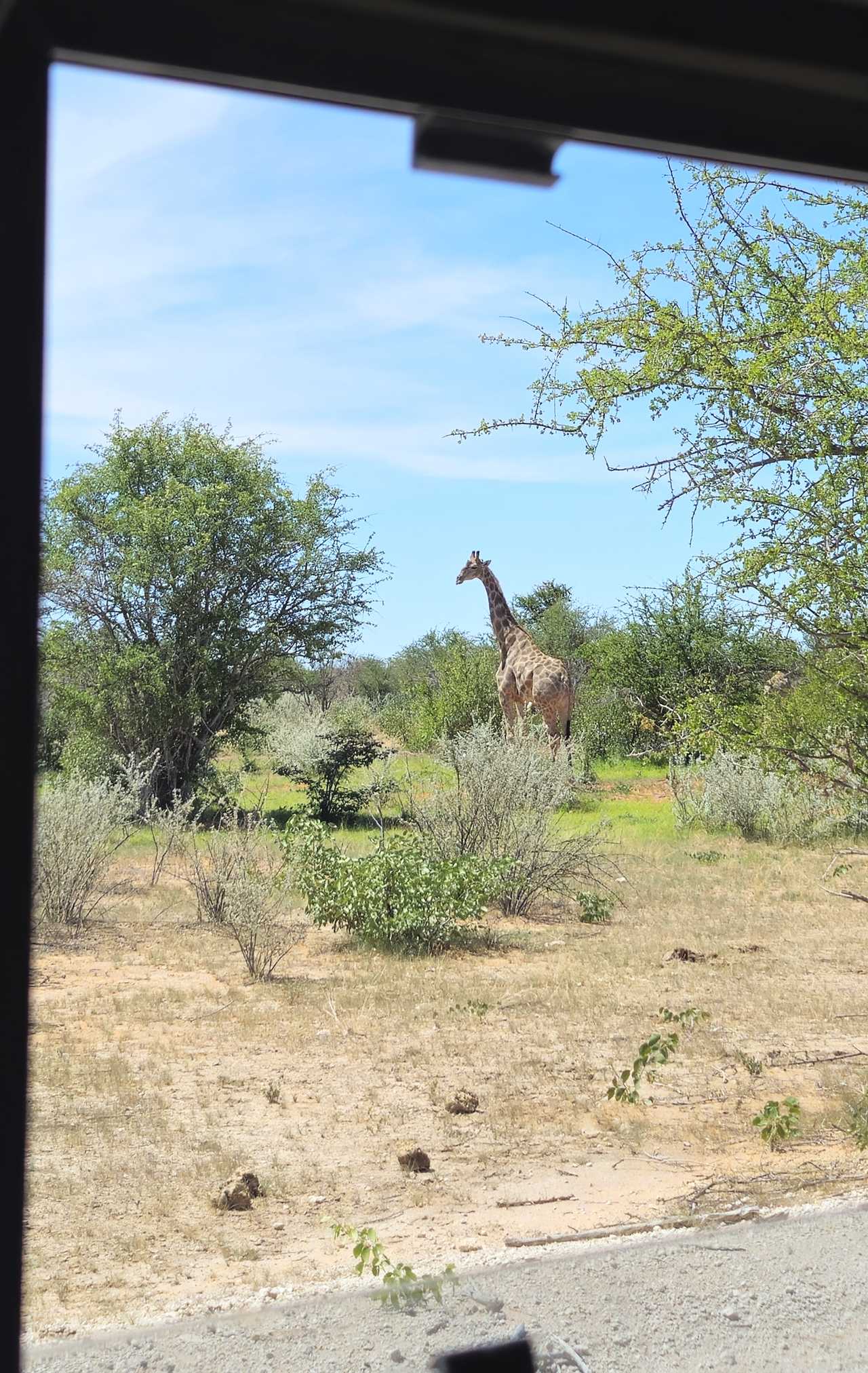 Observation de giraphe dans le parc d’Etosha en Namibie