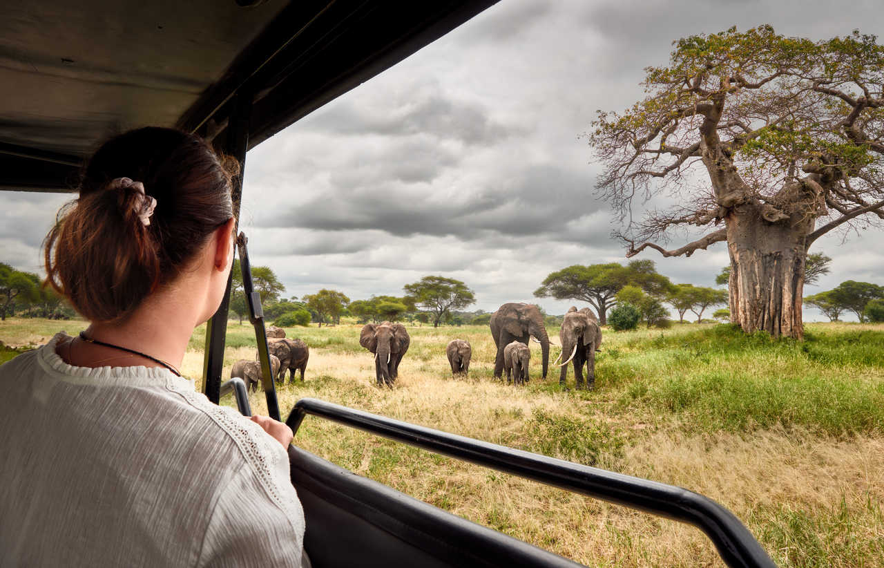 Observation d'éléphants lors d'un safari au Kenya