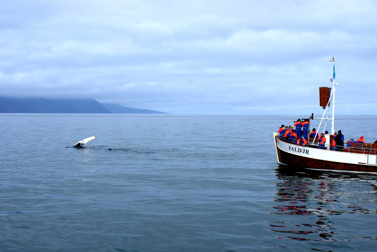 Observation des baleines en Islande