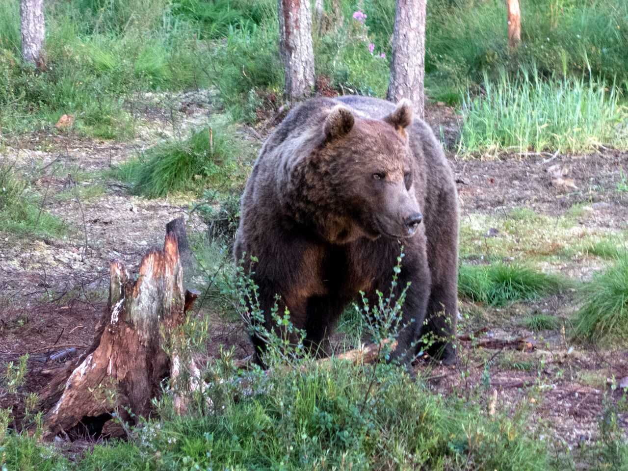 Observation des ours en Finlande