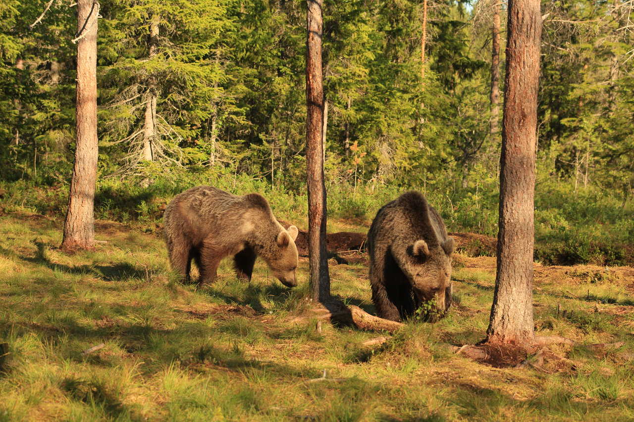 Observation des ours en Finlande © Liegard Emilie Observation des ours en Finlande