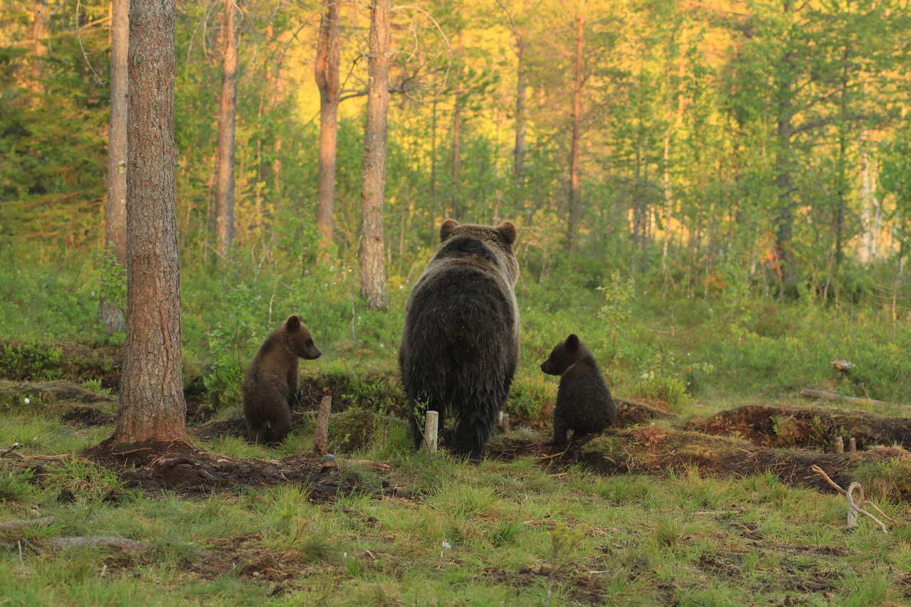 Observation des ours en Finlande © Liegard Emilie Observation des ours en Finlande