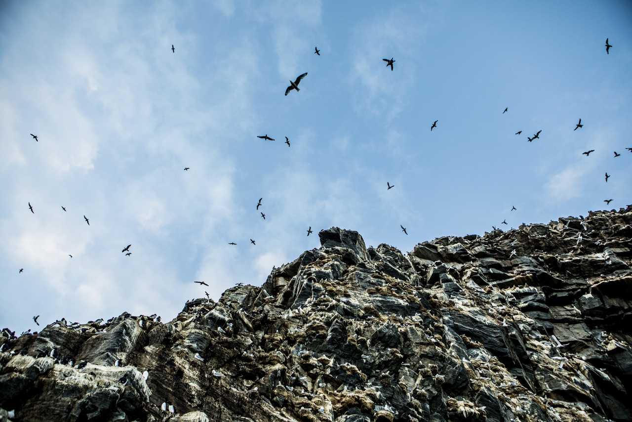 Observation d'oiseaux en Norvège