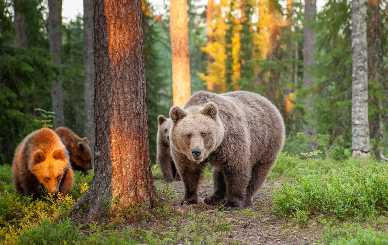 Observation d'ours bruns en Finlande