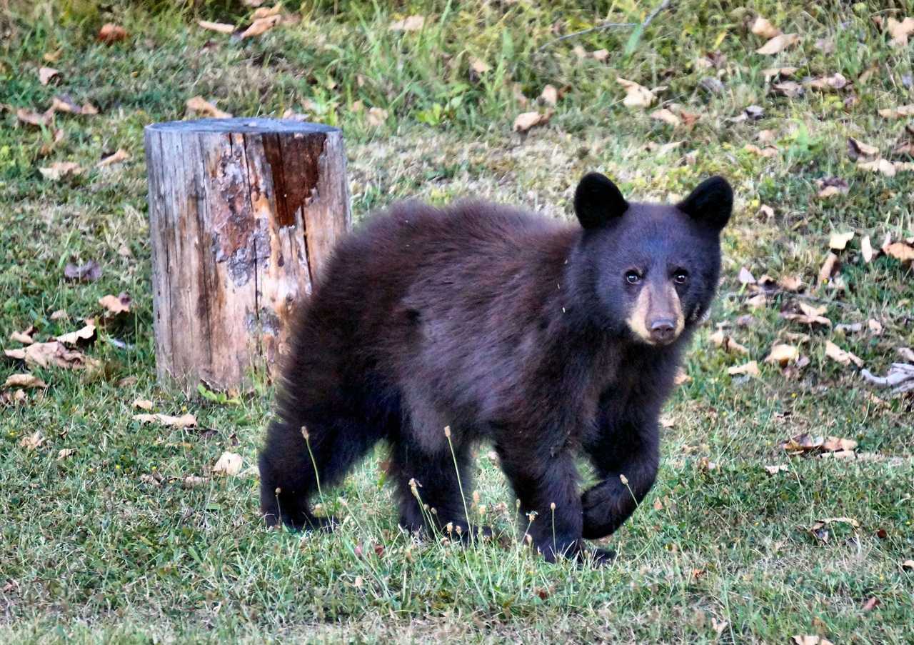 Observation d'ours noirs au Québec