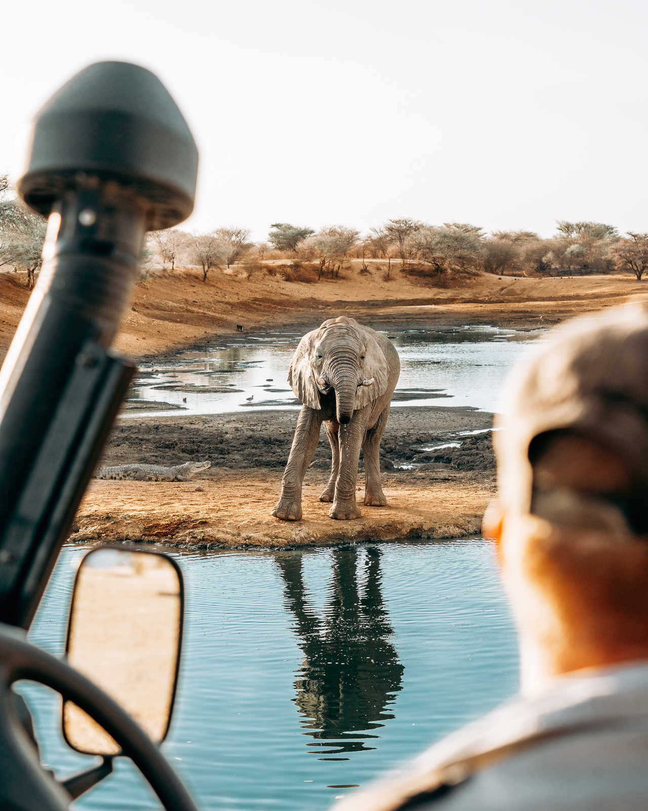 Observation d'un éléphanteau lors d'un safari Tanzanie