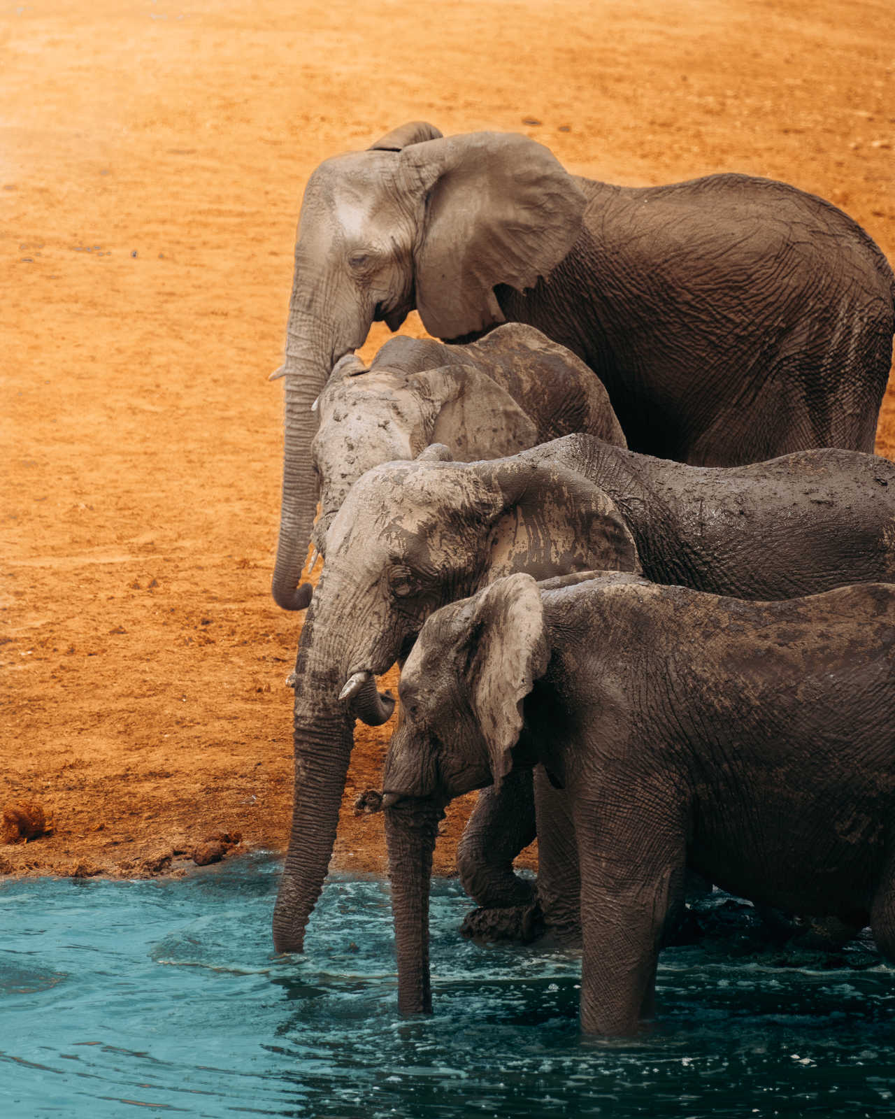 Observation d'un famille d'éléphants dans l'eau en Tanzanie
