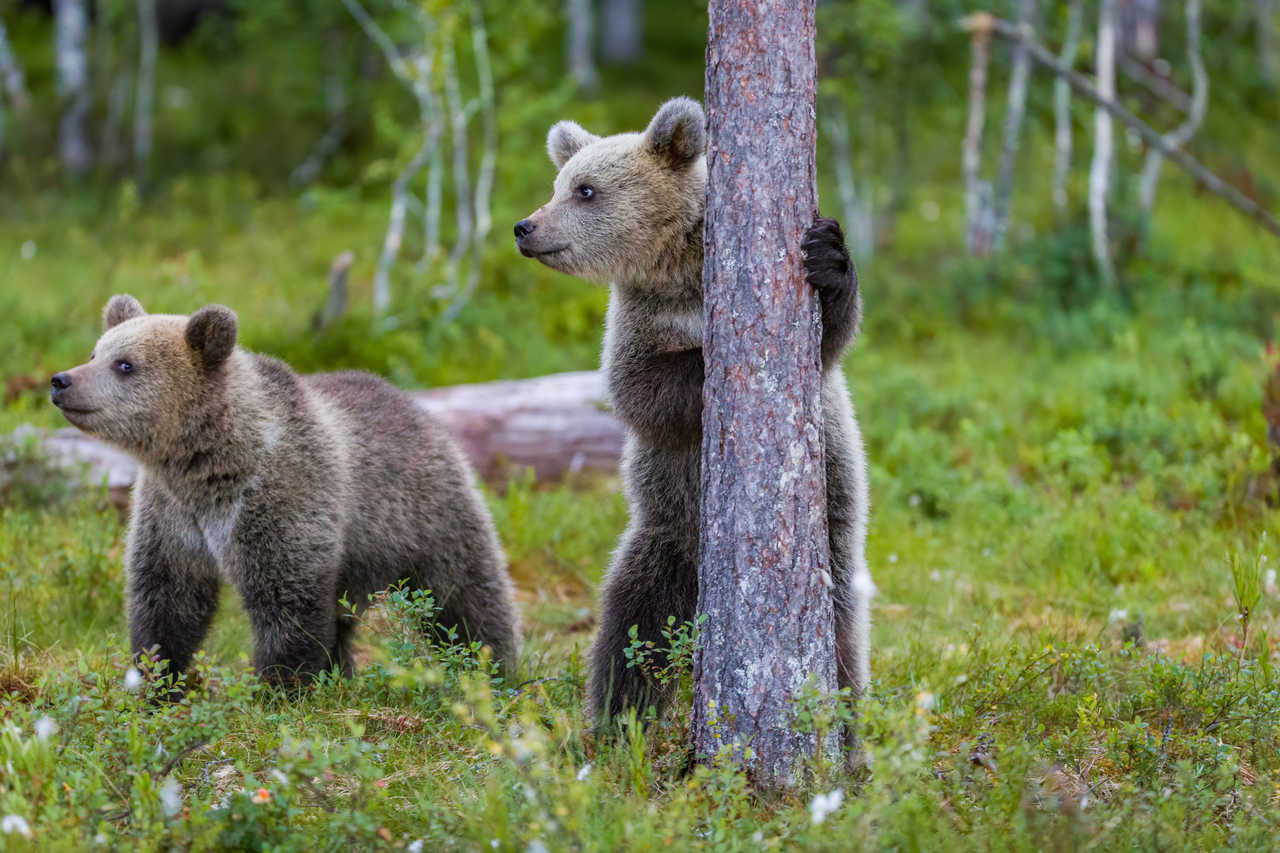 Observations d'oursons en Finlande