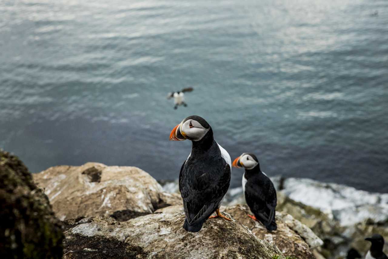 Observer les macareux en Norvège