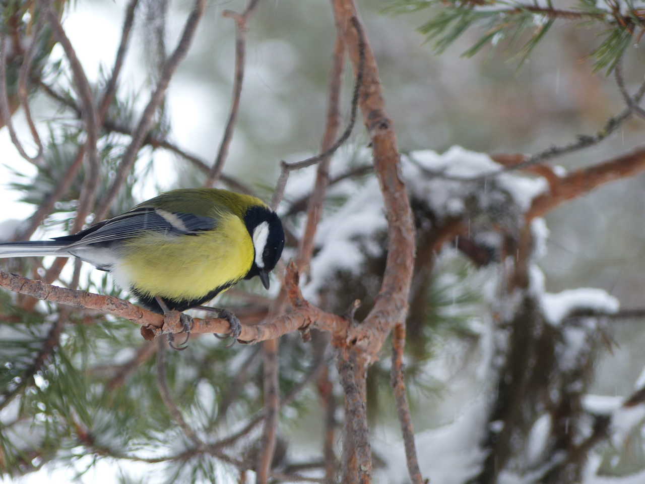 Oiseau au cœur de la nature en Laponie suédoise
