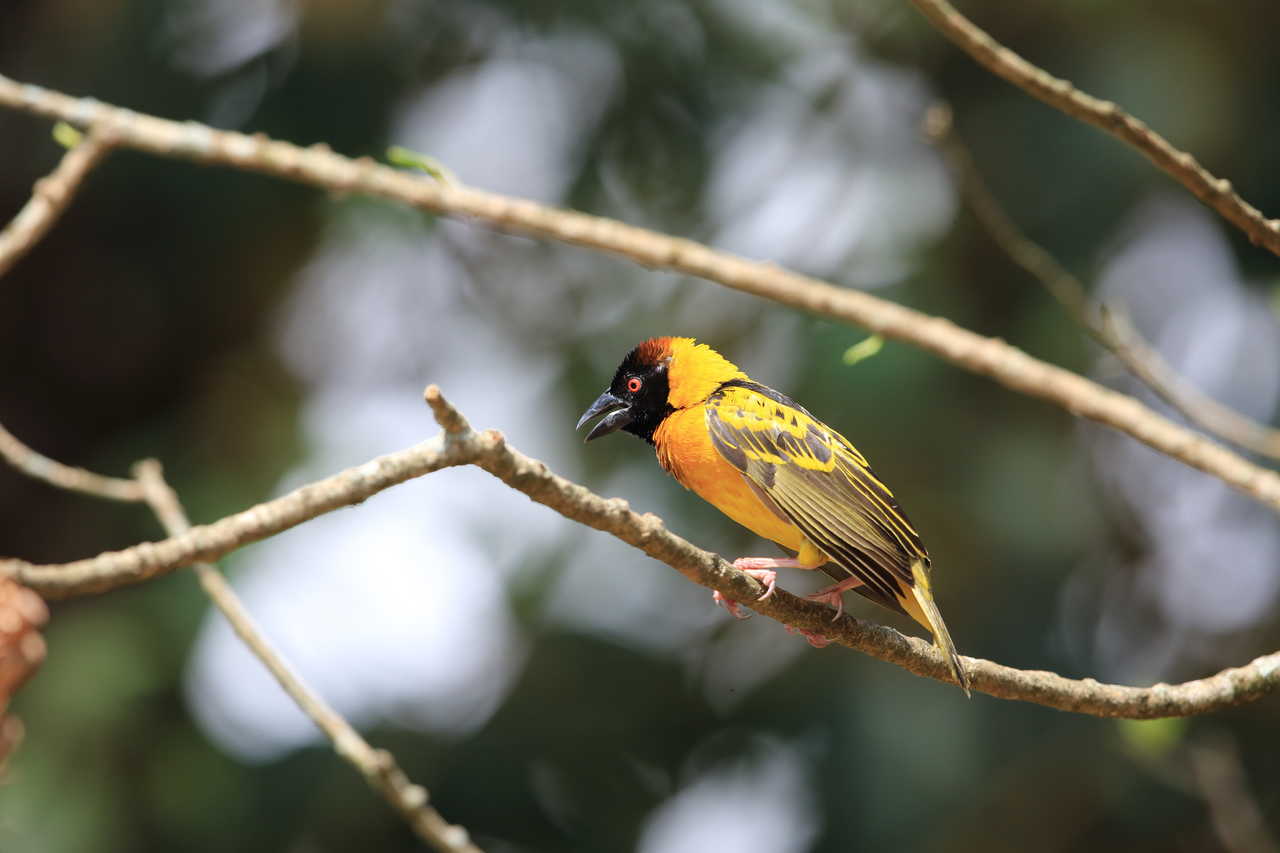 Oiseau dans la parc national de Kibale en Ouganda