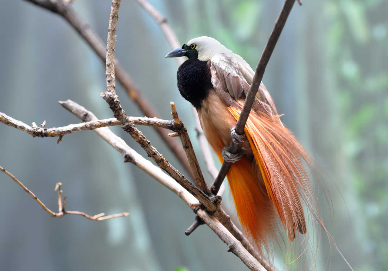 Oiseau de paradis en papouasie