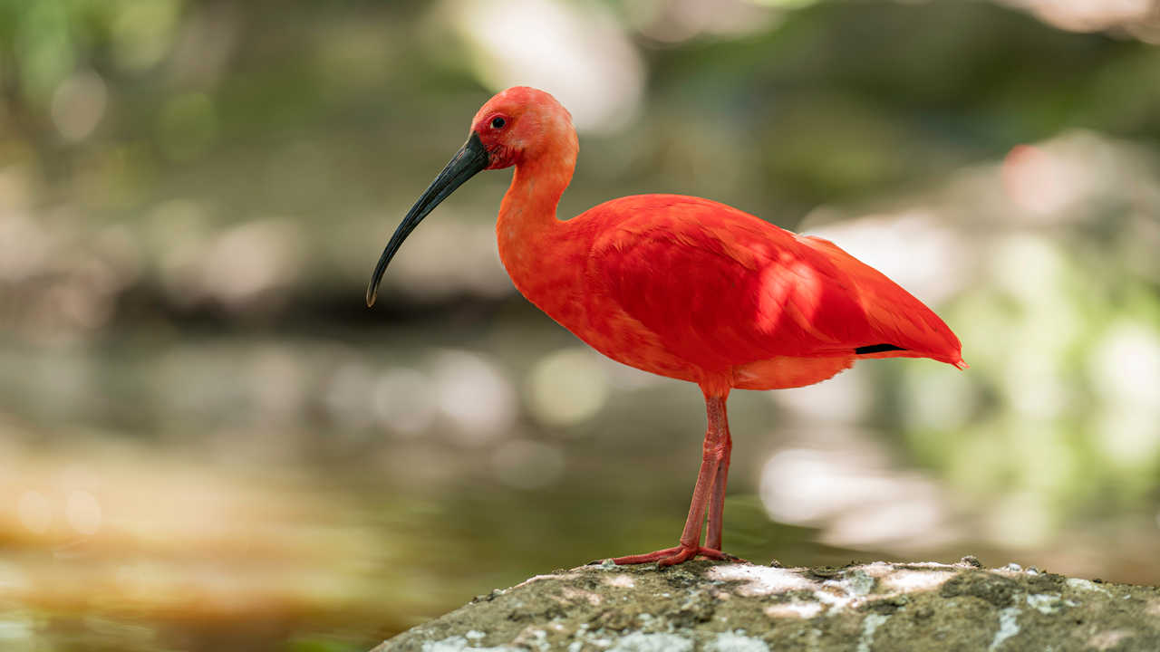 Oiseau Ibis Scarlet dans la réserve de Birds of Eden en Afrique du Sud