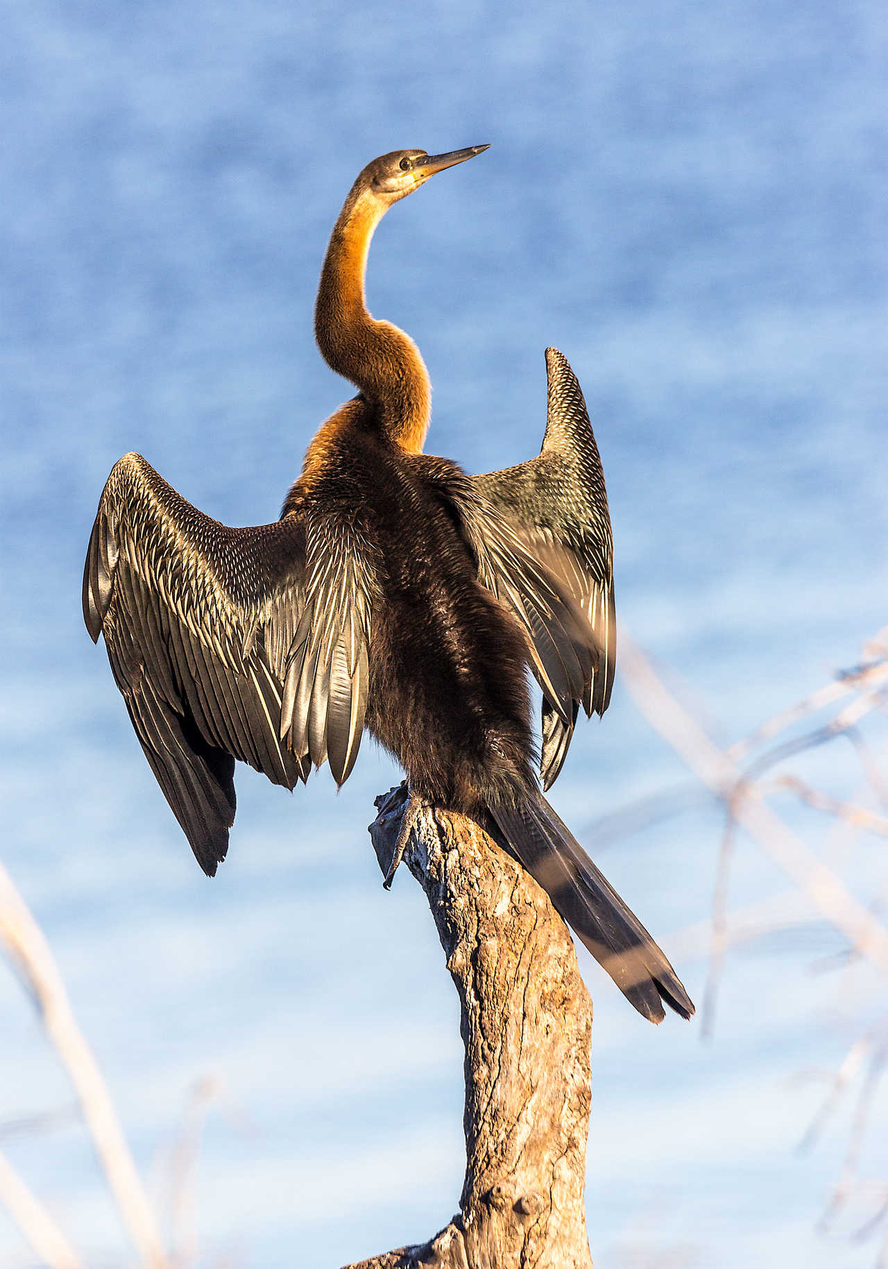 Oiseau, Namibie