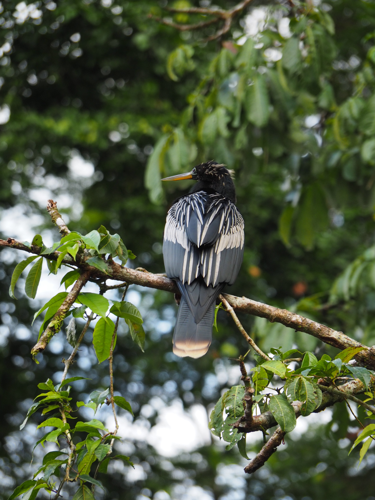 Oiseau perché sur une branche au Costa Rica