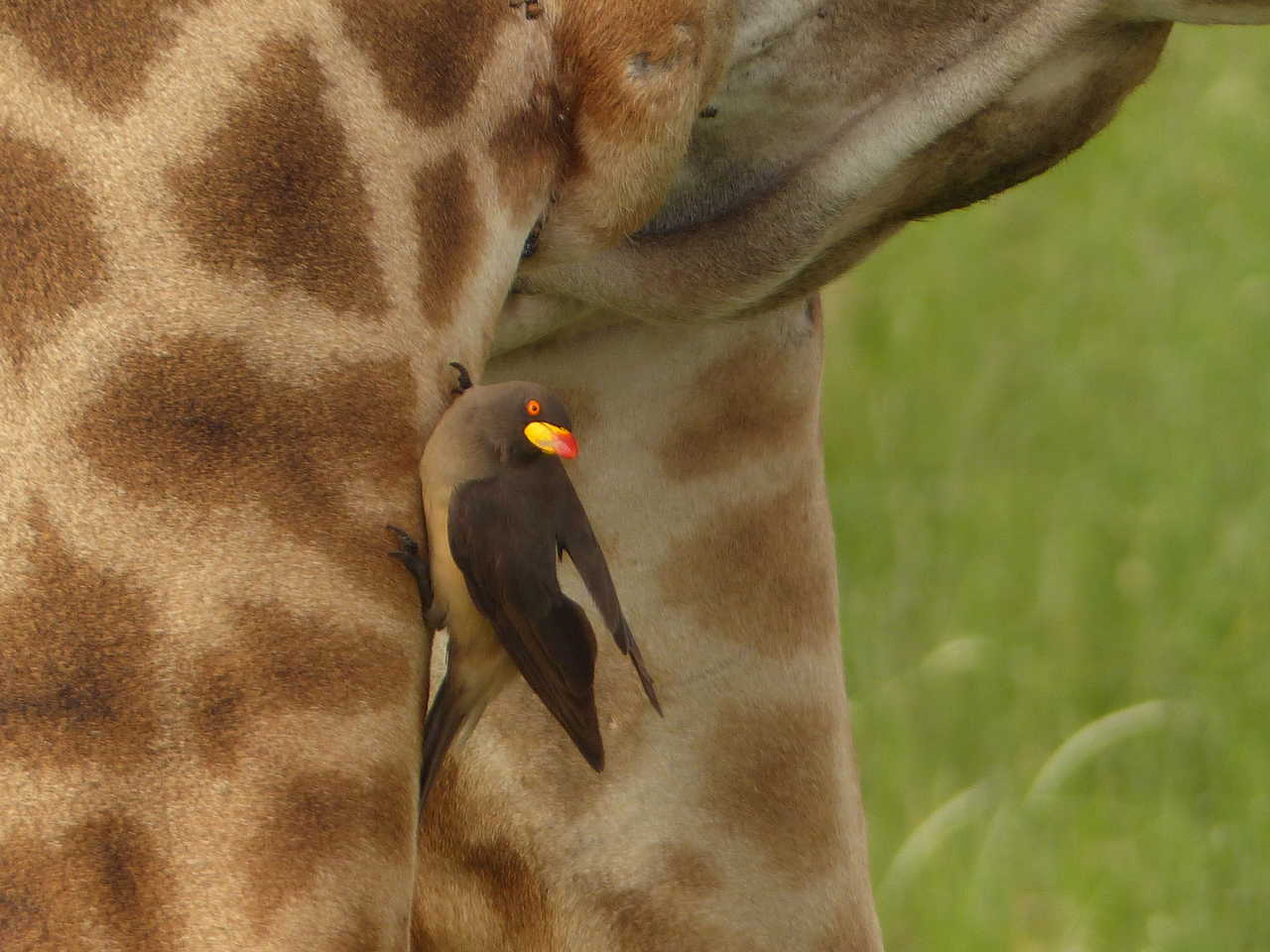 Oiseau Pique bœuf mangeant les parasites d'une girafe Tanzanie