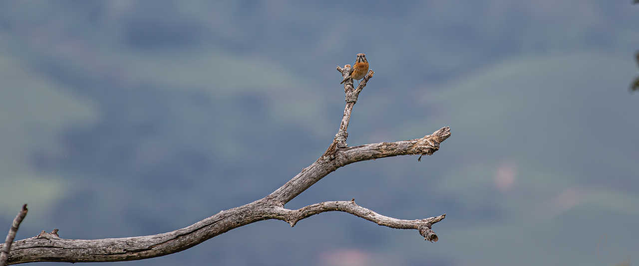 Oiseau sur une branche au Zimbabwe © Cragg Chris Oiseau sur une branche au Zimbabwe