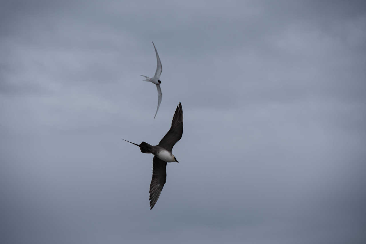 Oiseaux au Spitzberg, labbe à longue queue et sterne arctique
