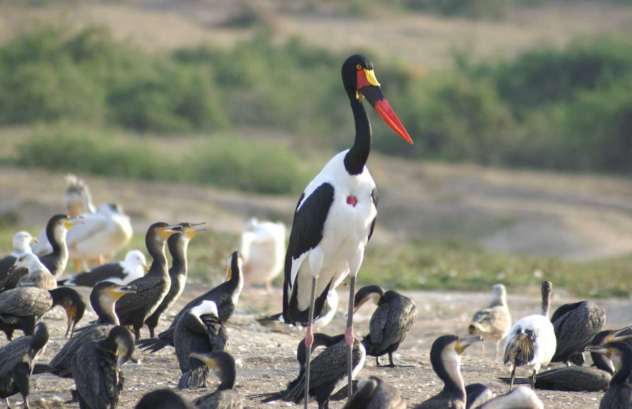 Oiseaux dans le parc Elizabeth en Ouganda