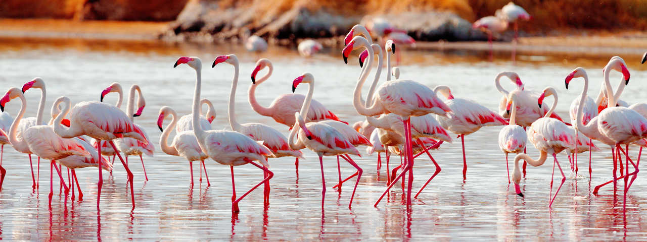 Oiseaux migrateurs au Kenya