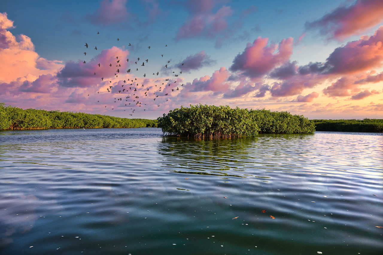 oiseaux qui volent au dessus de la Lagune de la Somone au Sénégal