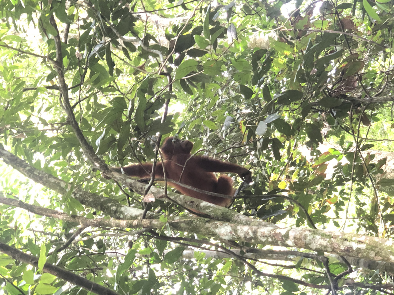 Orang Outan dans le Parc National de Gunung Leuser