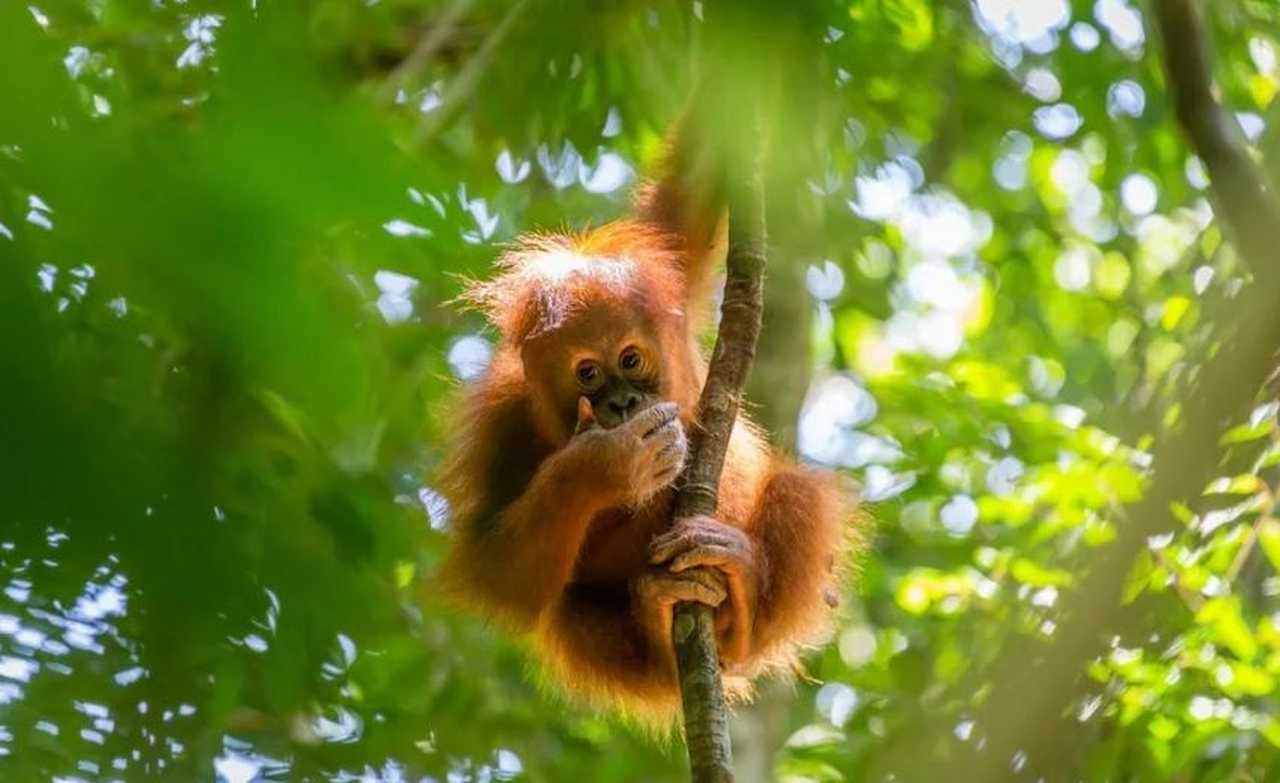 Orang-outan dans une forêt de Sumatra