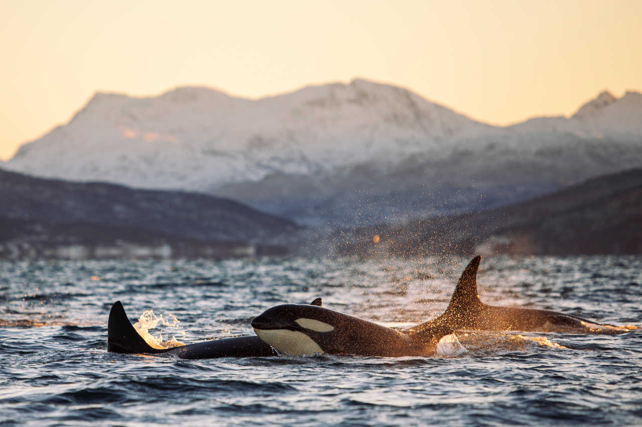 Orques durant un safari baleines en Norvège près de Tromso