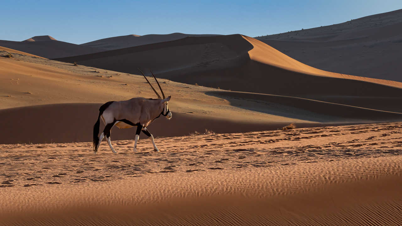 Oryx dans le Namib, Namibie