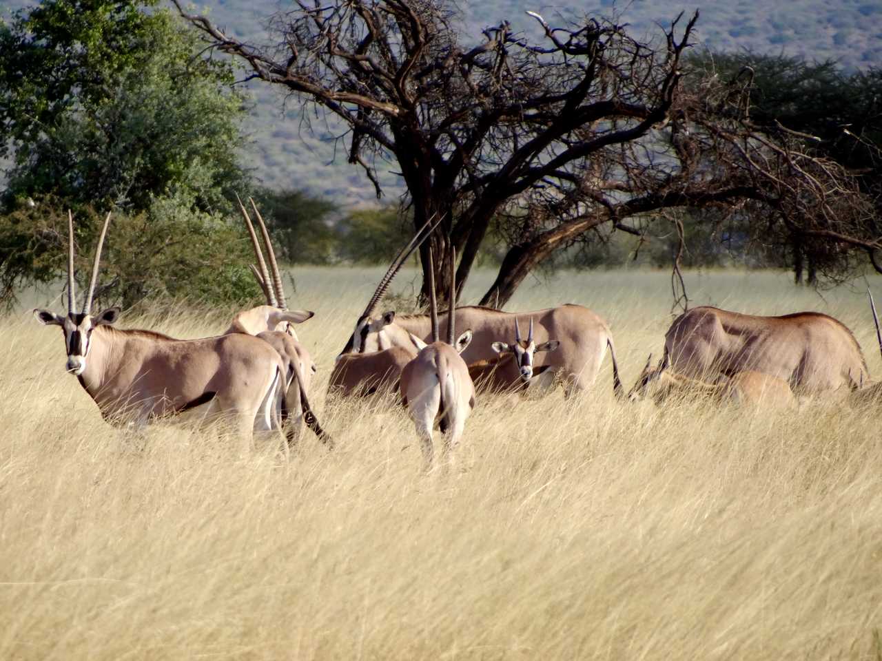 Oryx dans le parc d'Awash en Ethiopie