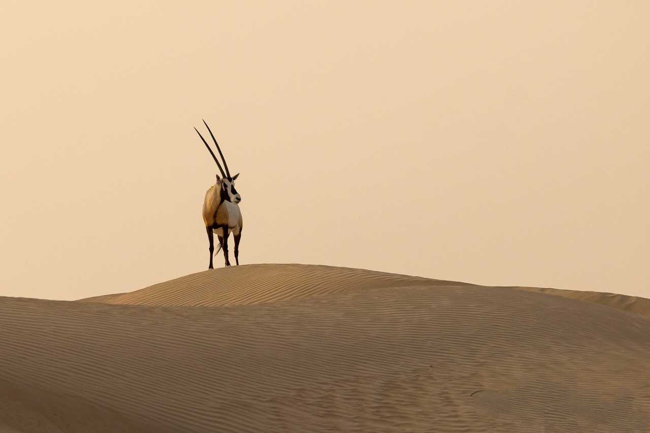 Oryx d'Arabie en Jordanie