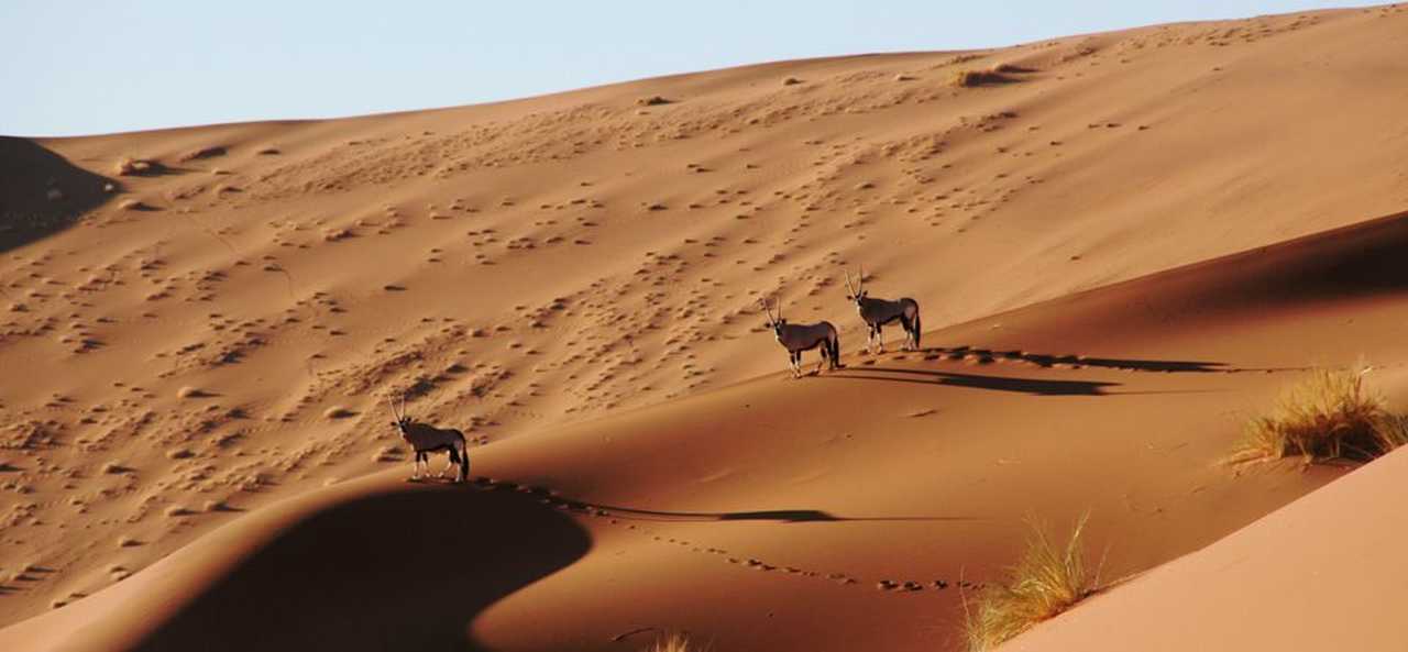 Oryx sur la dune dans le désert du Namib