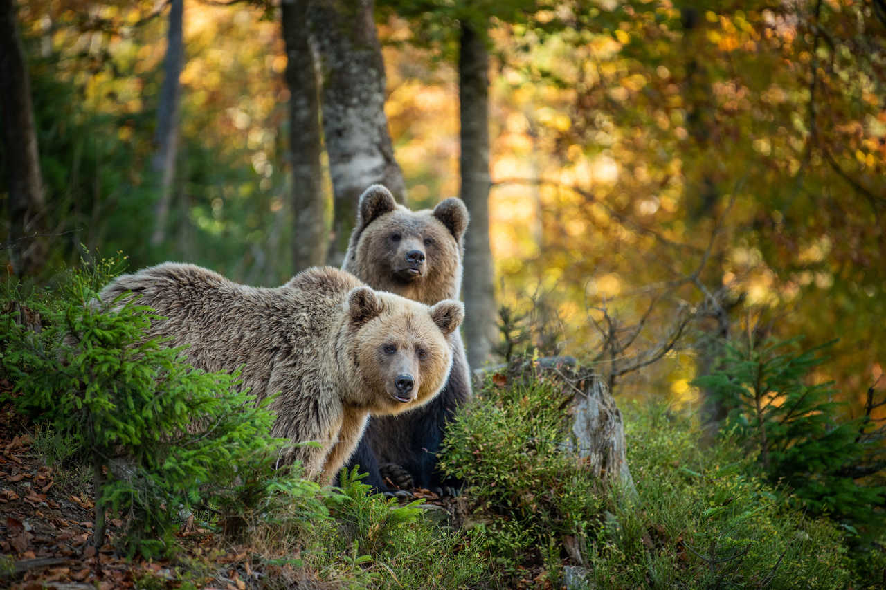 Ours bruns en Finlande