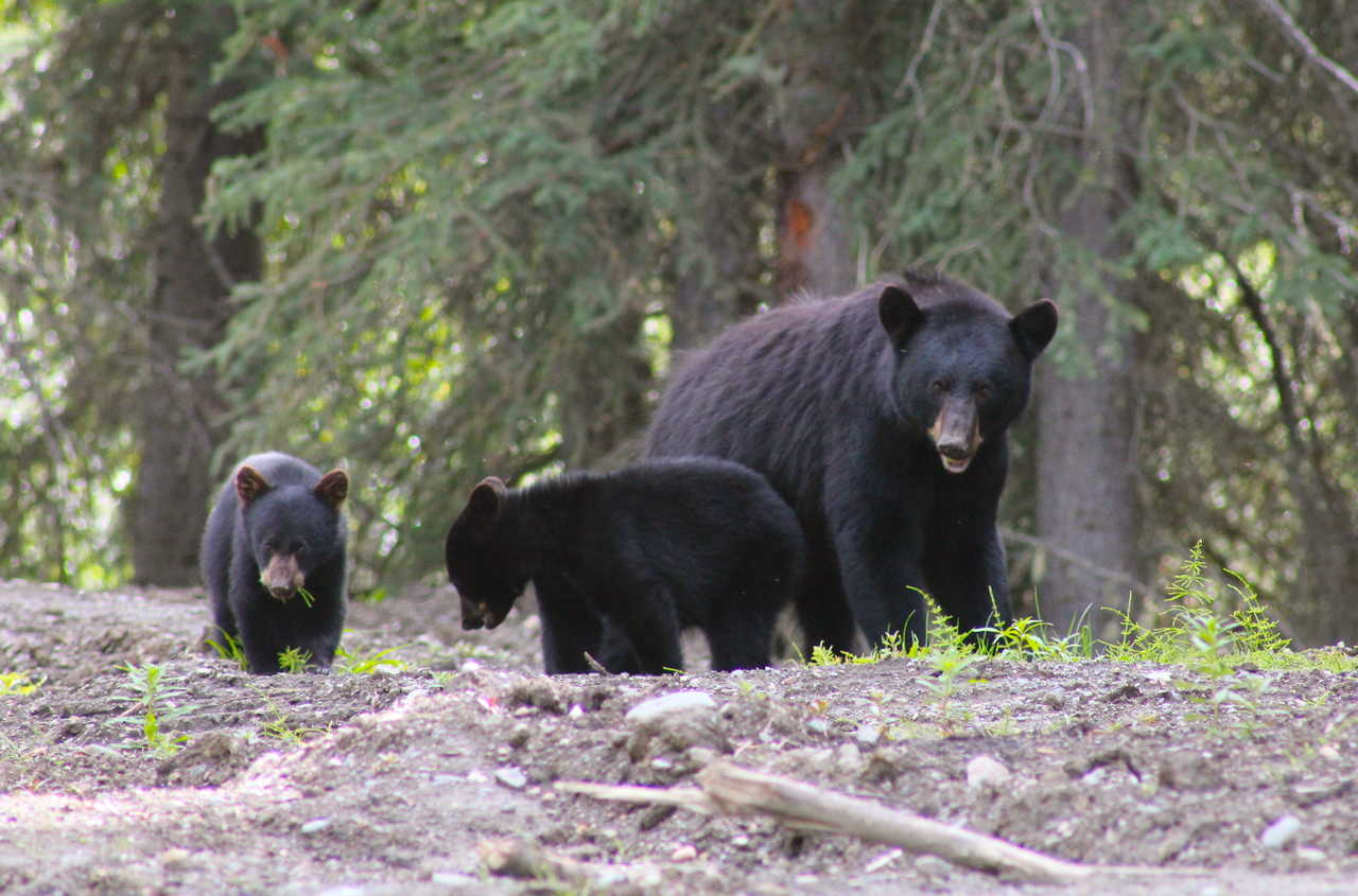 Ours