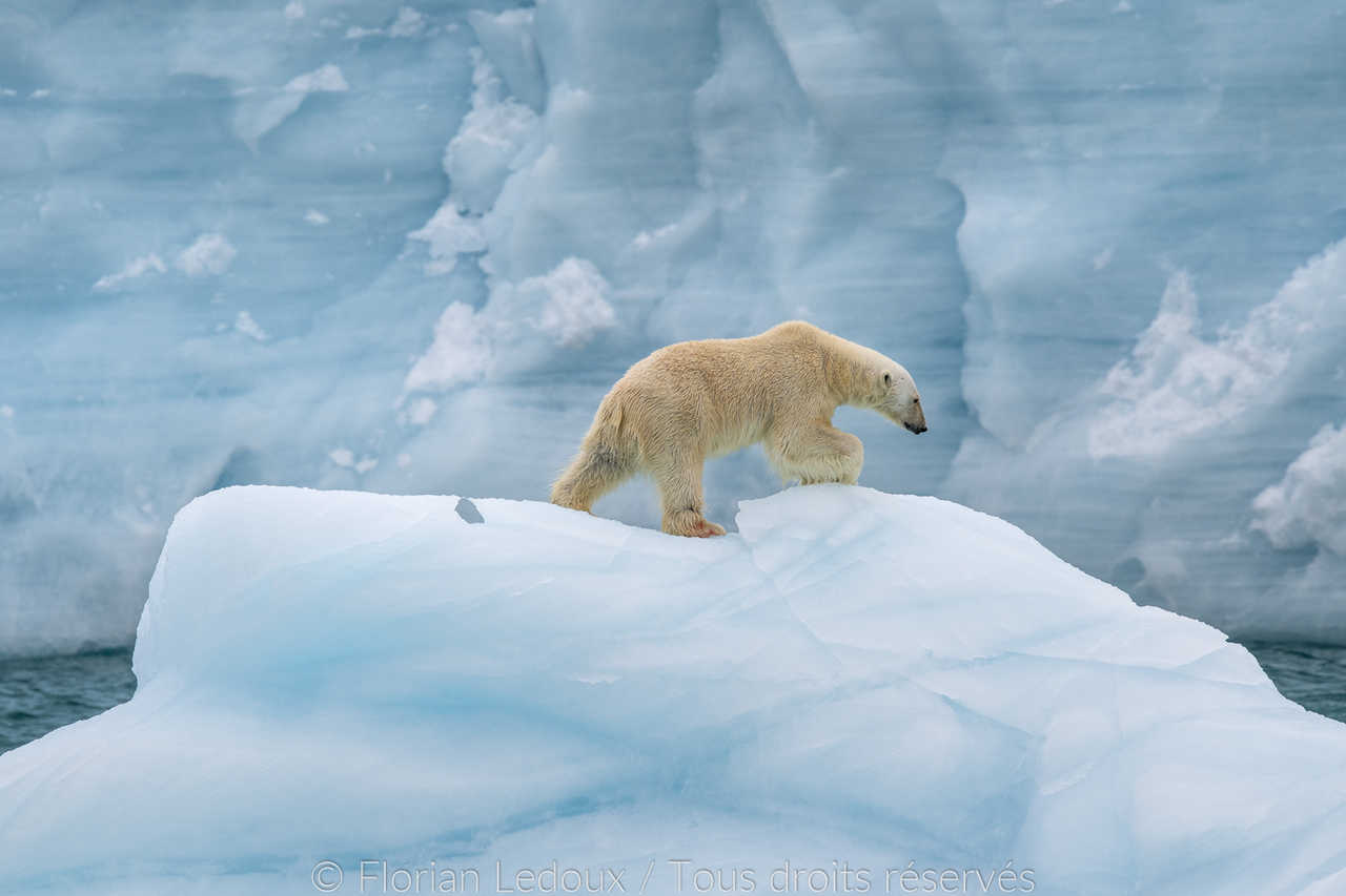 Ours Polaire en Arctique