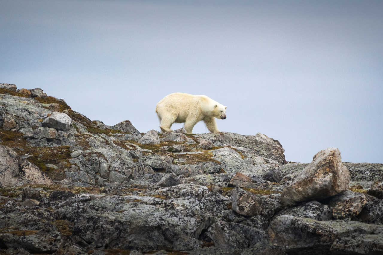 Ours polaires au Spitzberg, Arctique