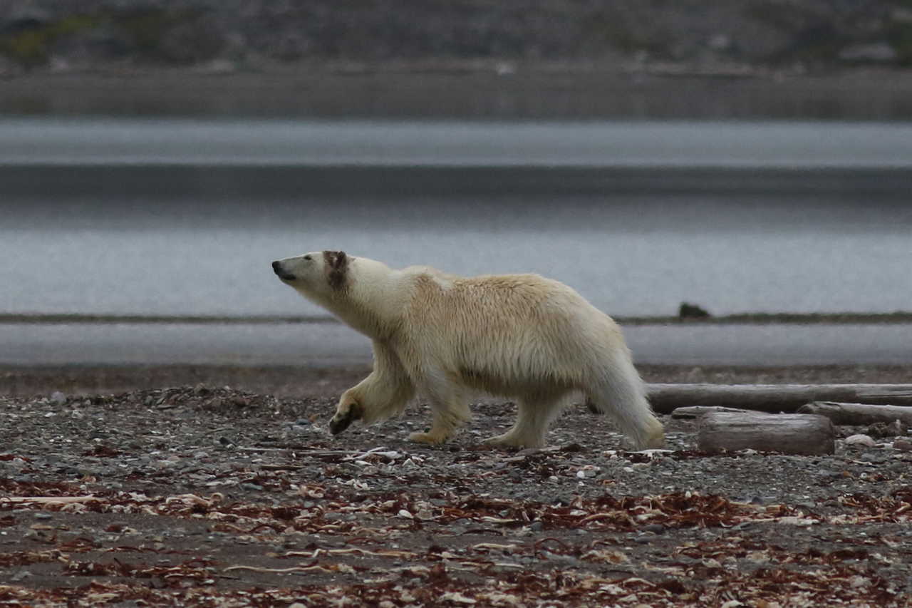 Ours polaires au Svalbard